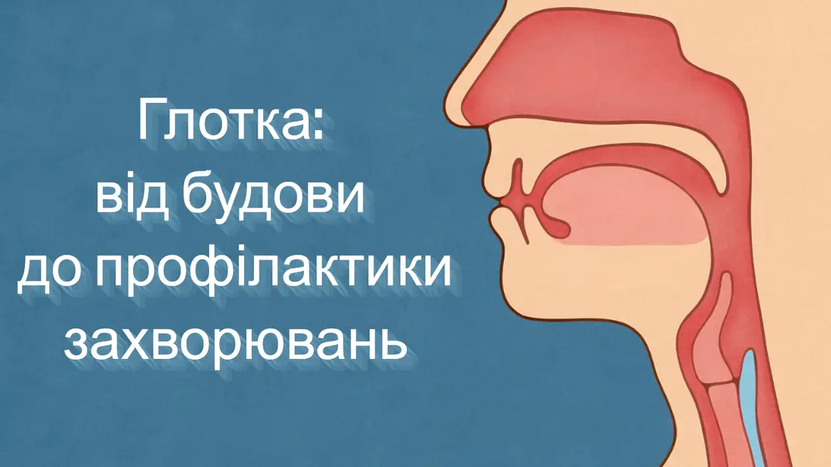 глотка відіграє ключову роль у диханні, травленні й голосоутворенні.