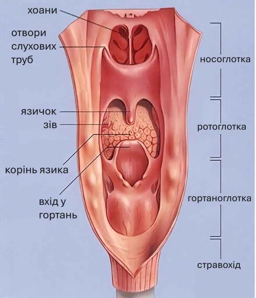 Анатомічна будова глотки