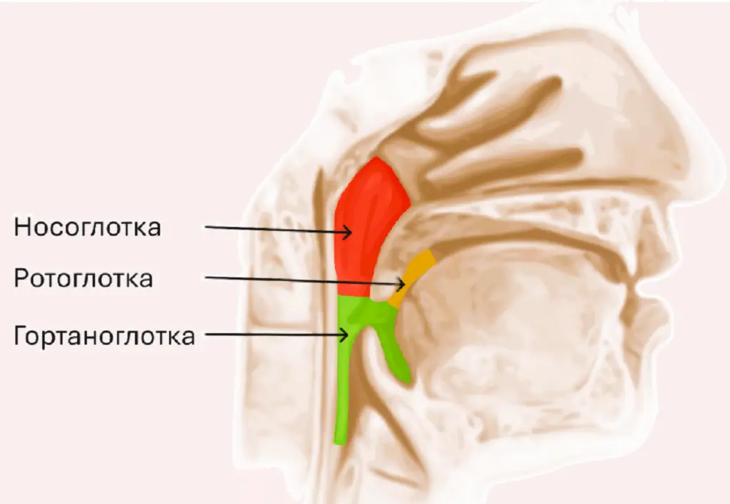 Схематичне зображення глотки